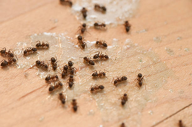 Best Commercial Pest Control Services  in Wyong, MI