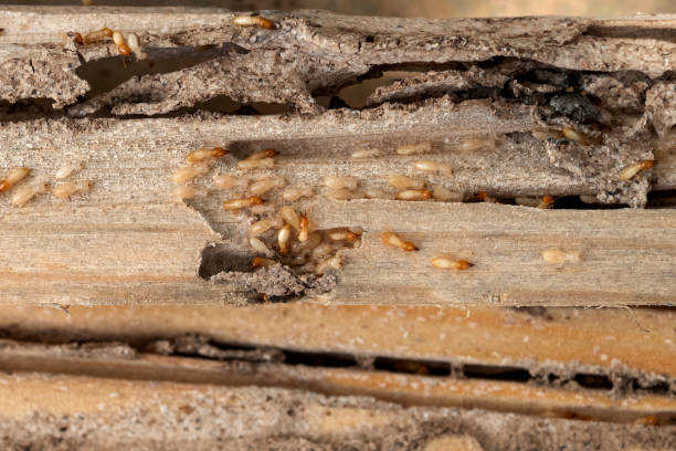 Best Best Pest Control Companies  in Wyong, MI